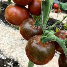 Редкие сорта томатов Черная лакомка